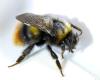 Bombus pratorum